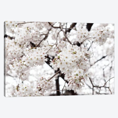 White Sakura Cherry Blossom Canvas Print #PHD908} by Philippe Hugonnard Canvas Print