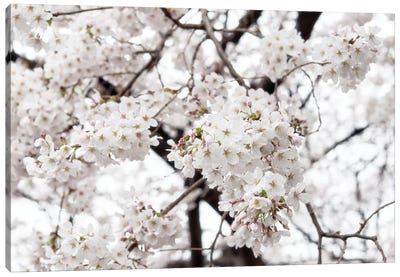 White Sakura Cherry Blossom Canvas Art Print - Japan Rising Sun