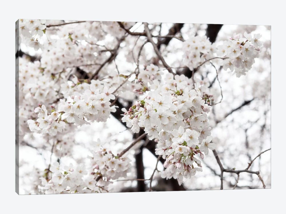 White Sakura Cherry Blossom by Philippe Hugonnard 1-piece Canvas Art