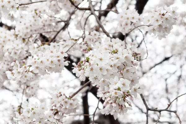 Cherry Trees: White Sakura Cherry Blossom by Philippe Hugonnard