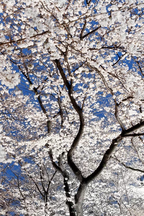 Cherry Blossoms At Night