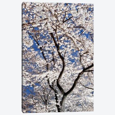 Cherry Blossoms At Night Canvas Print #PHD913} by Philippe Hugonnard Canvas Wall Art