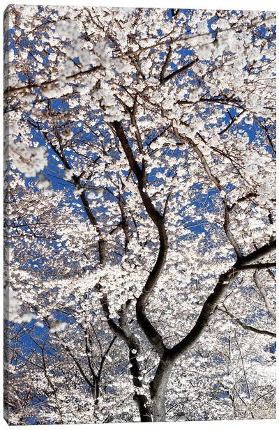 Cherry Blossoms At Night Canvas Art Print - Cherry Blossom Art