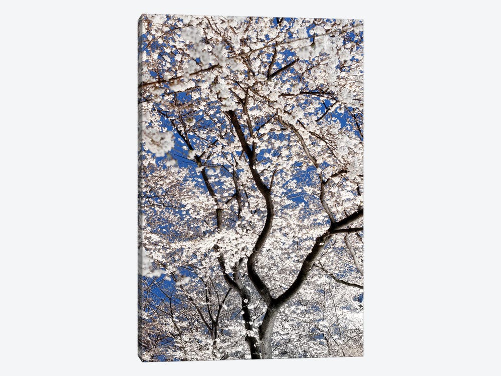Cherry Blossoms At Night by Philippe Hugonnard 1-piece Canvas Wall Art
