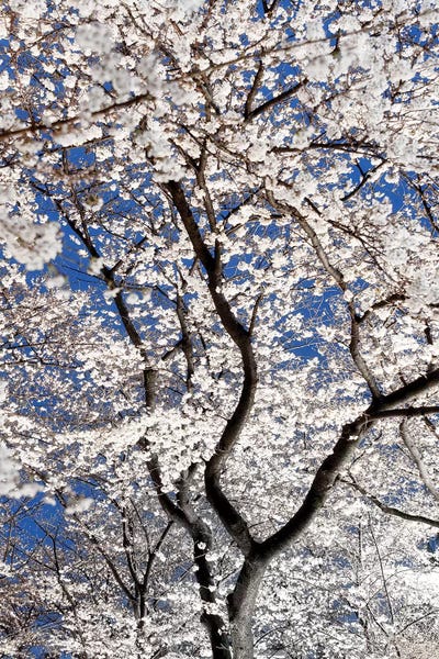 Cherry Trees: Cherry Blossoms At Night by Philippe Hugonnard