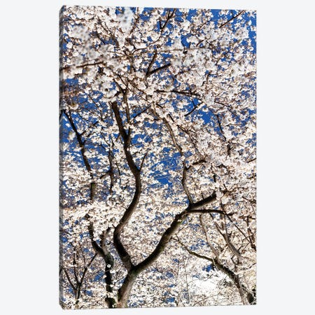 Cherry Blossoms At Night II Canvas Print #PHD914} by Philippe Hugonnard Canvas Art Print