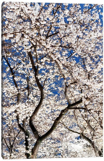 Cherry Blossoms At Night II Canvas Art Print - Japan Rising Sun