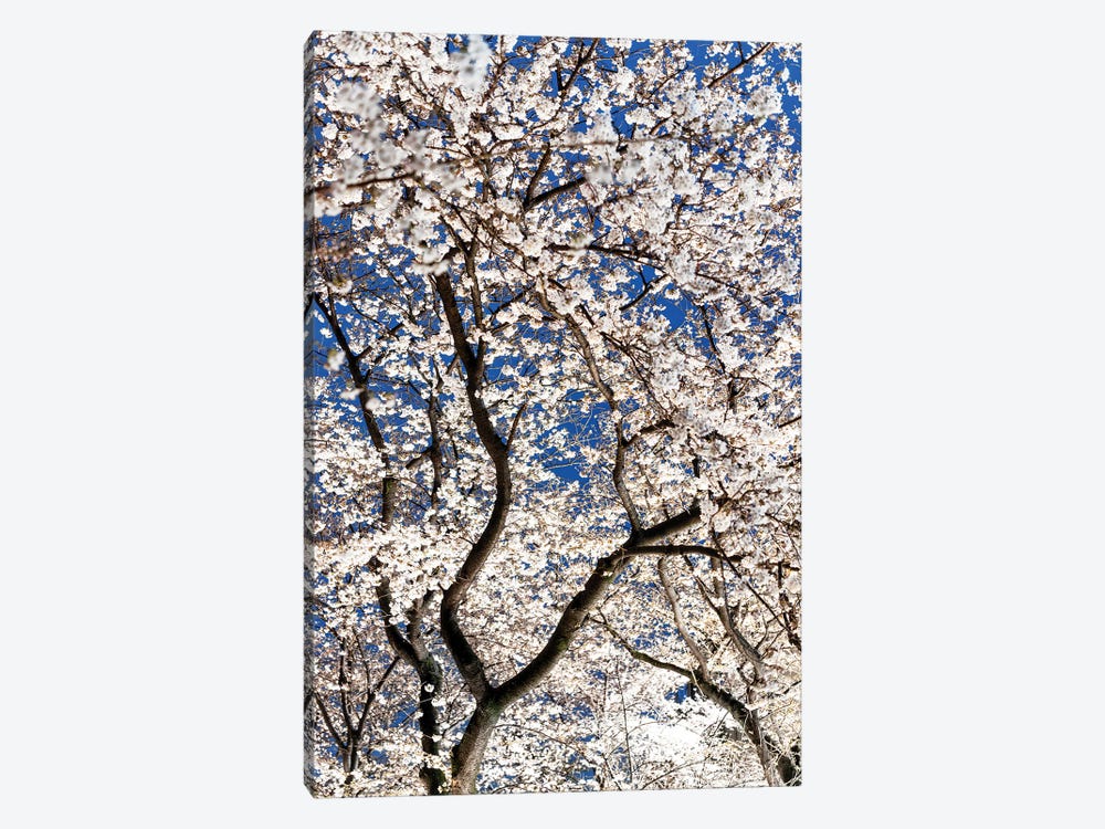 Cherry Blossoms At Night II by Philippe Hugonnard 1-piece Art Print