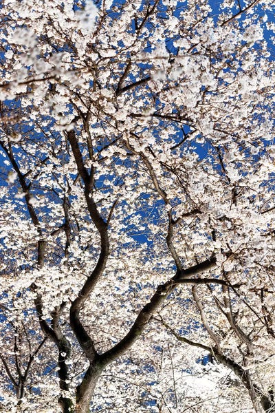Cherry Trees: Cherry Blossoms At Night II by Philippe Hugonnard
