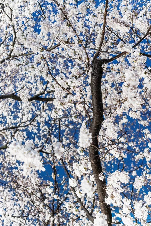 Cherry Blossoms At Night III