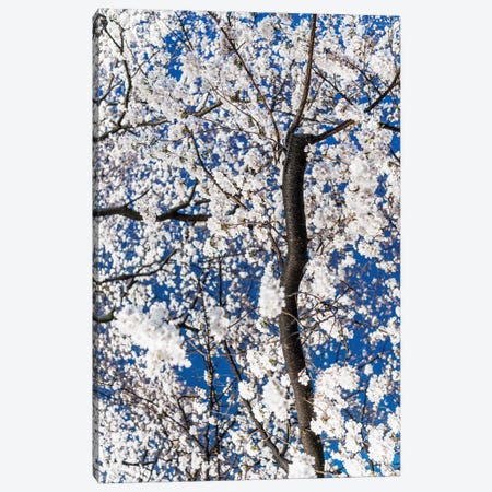 Cherry Blossoms At Night III Canvas Print #PHD915} by Philippe Hugonnard Canvas Print