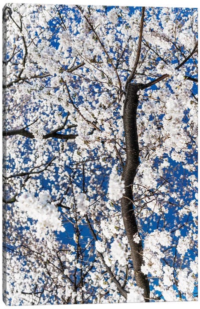 Cherry Blossoms At Night III Canvas Art Print - Japan Rising Sun