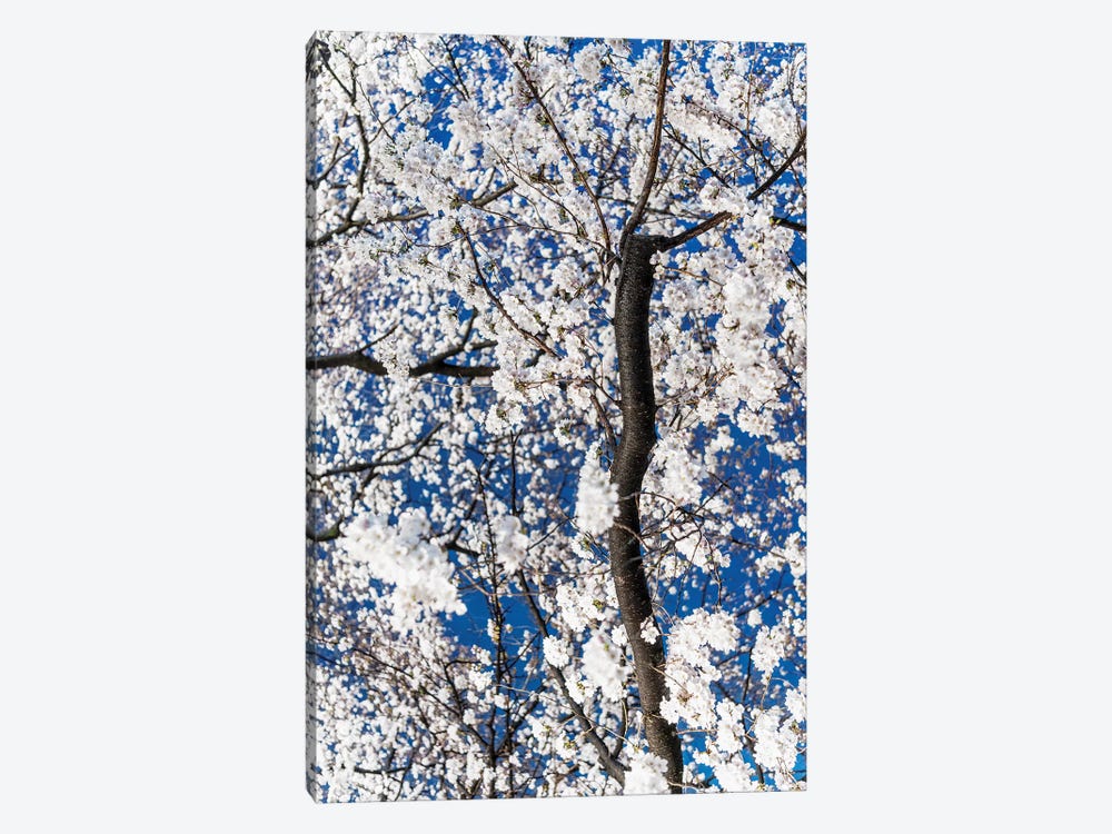 Cherry Blossoms At Night III by Philippe Hugonnard 1-piece Canvas Artwork
