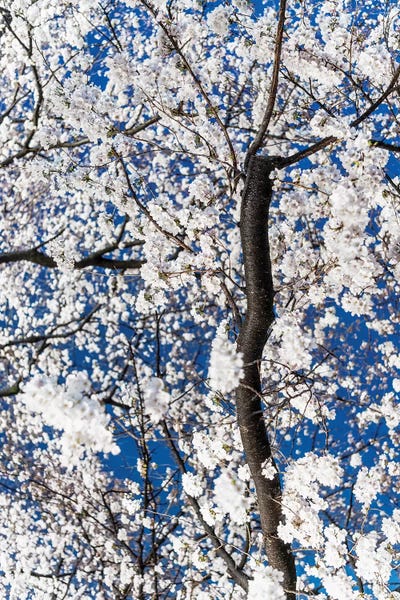 Cherry Trees: Cherry Blossoms At Night III by Philippe Hugonnard