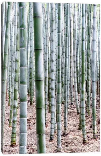 Unlimited Bamboos Canvas Art Print - Japan Rising Sun