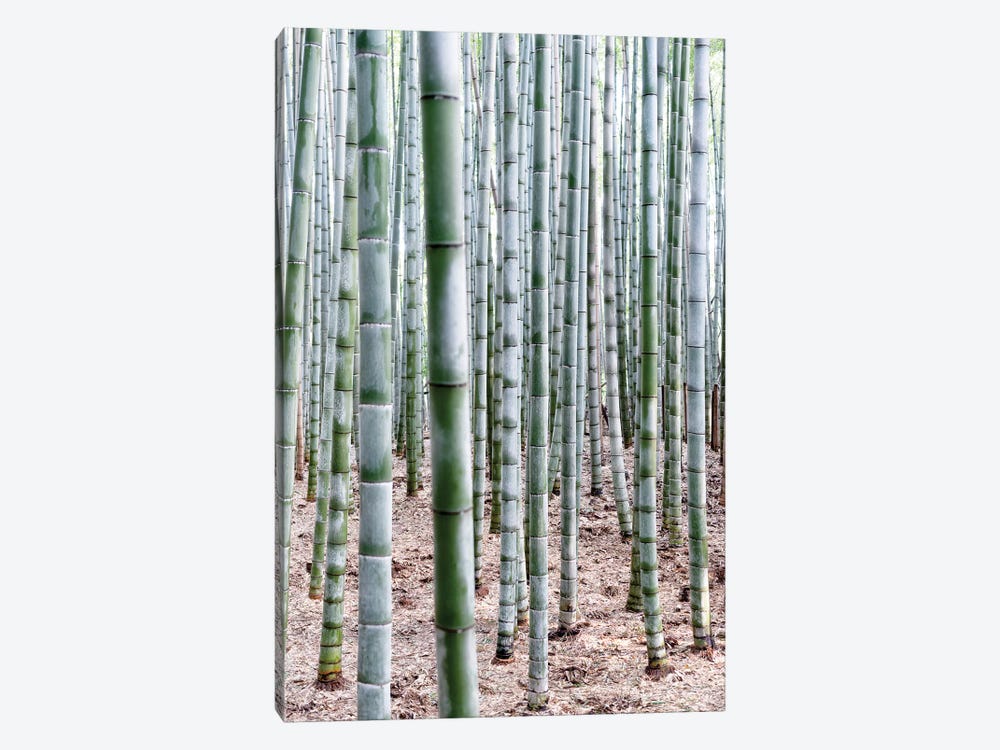 Unlimited Bamboos by Philippe Hugonnard 1-piece Art Print