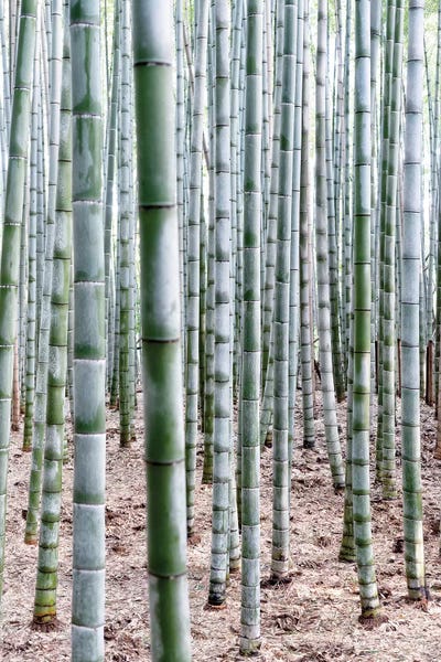 Arashiyama Bamboo Forest: Unlimited Bamboos by Philippe Hugonnard