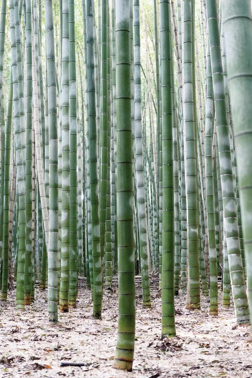 Unlimited Bamboos II