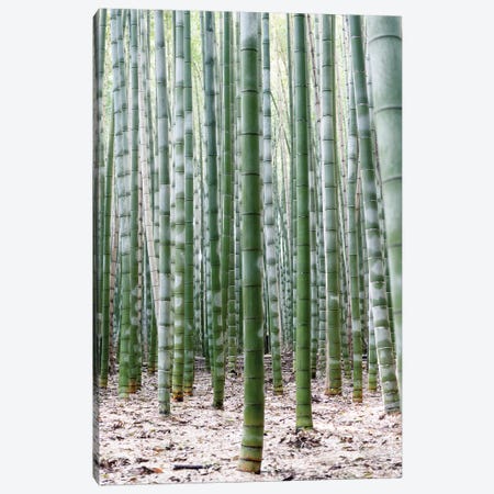 Unlimited Bamboos II Canvas Print #PHD924} by Philippe Hugonnard Canvas Wall Art