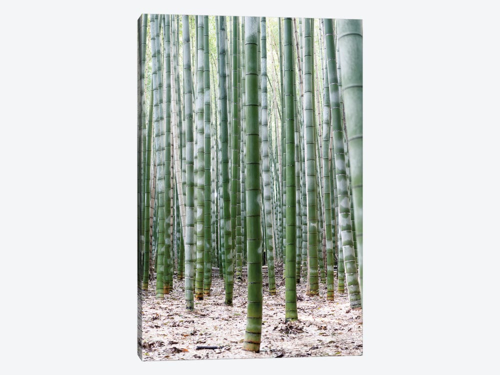 Unlimited Bamboos II by Philippe Hugonnard 1-piece Canvas Wall Art