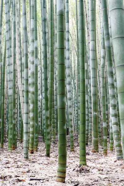 Bamboo: Unlimited Bamboos II by Philippe Hugonnard