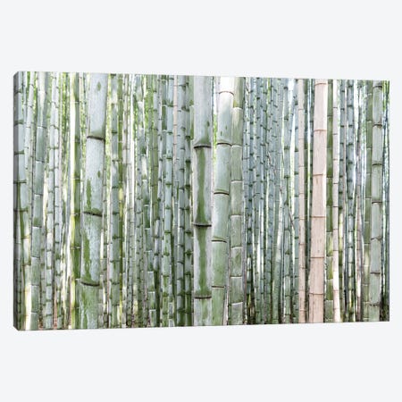 Unlimited Bamboos III Canvas Print #PHD925} by Philippe Hugonnard Canvas Artwork