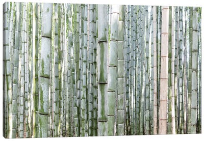 Unlimited Bamboos III Canvas Art Print - Bamboo Art