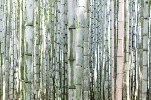 Wonders Of The World: Unlimited Bamboos III by Philippe Hugonnard