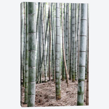 Unlimited Bamboos IV Canvas Print #PHD926} by Philippe Hugonnard Canvas Art