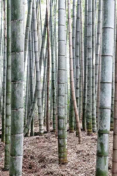 Arashiyama Bamboo Forest: Unlimited Bamboos IV by Philippe Hugonnard