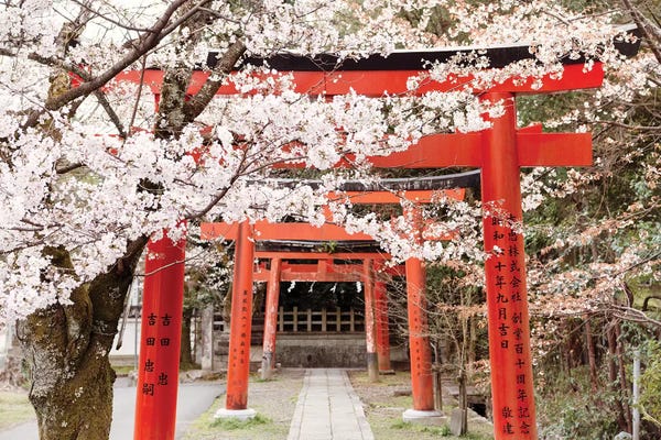 Blossoms: Yoshida Shrine Torii by Philippe Hugonnard