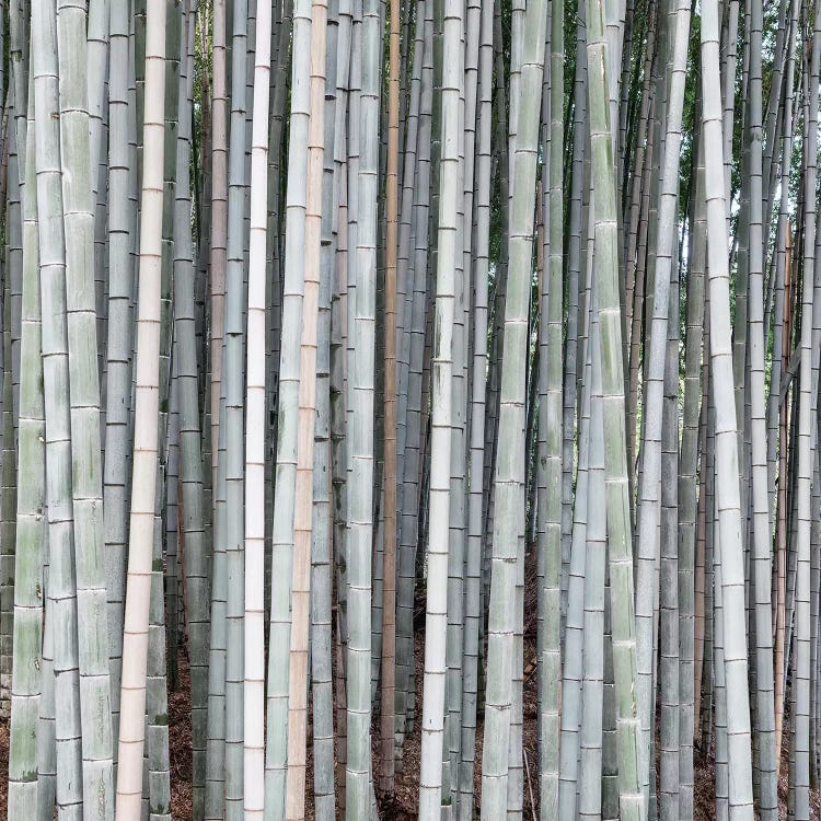 Bamboos