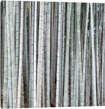 Bamboos Canvas Art Print - Kyoto