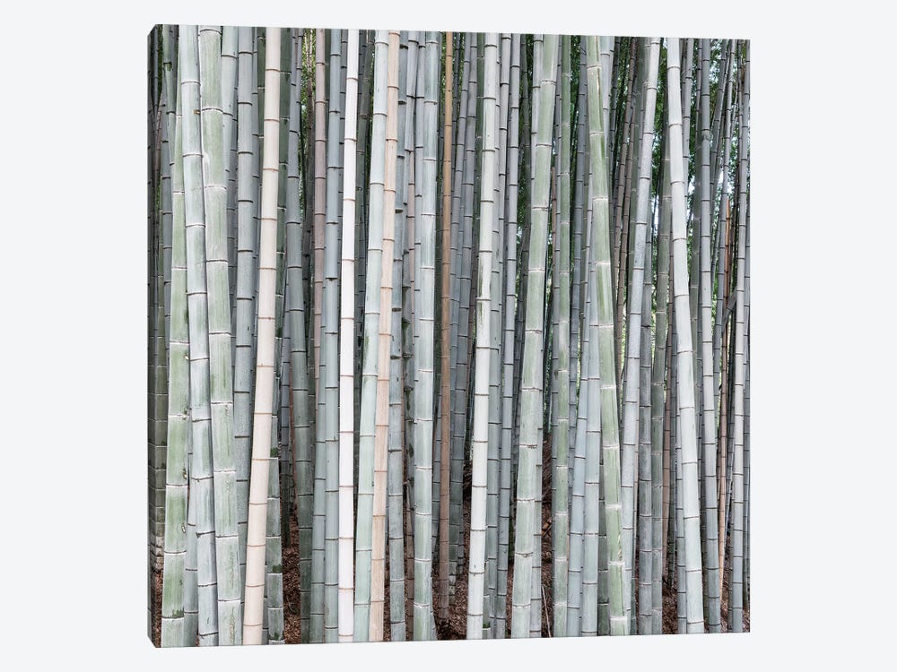Bamboos by Philippe Hugonnard 1-piece Canvas Artwork
