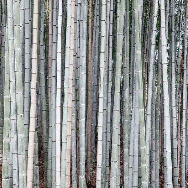 Bamboo: Bamboos by Philippe Hugonnard