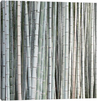 Bamboos II Canvas Art Print - Bamboo Art