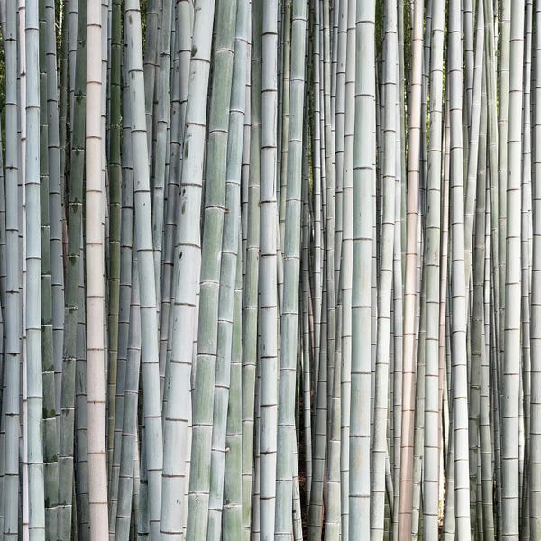 Bamboo: Bamboos II by Philippe Hugonnard