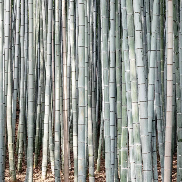 Bamboos III