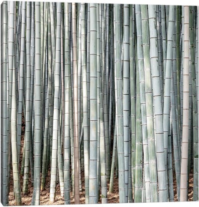 Bamboos III Canvas Art Print - Kyoto