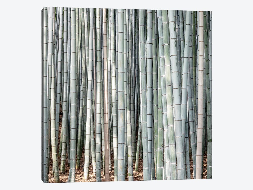 Bamboos III by Philippe Hugonnard 1-piece Canvas Artwork