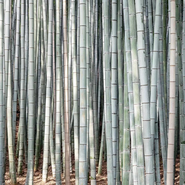 Bamboos III