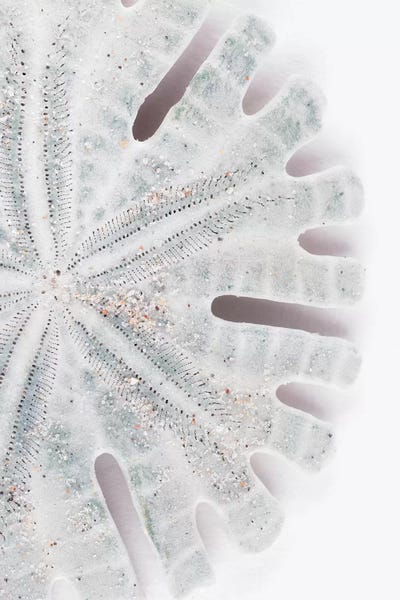 Sand Dollars: Florida Sand Dollar by Philippe Hugonnard