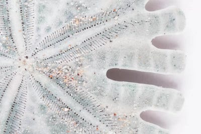 Florida Sand Dollar II by Philippe Hugonnard framed canvas print