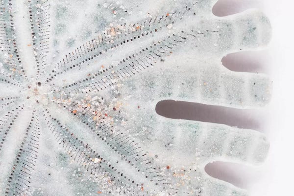 Sand Dollars: Florida Sand Dollar II by Philippe Hugonnard