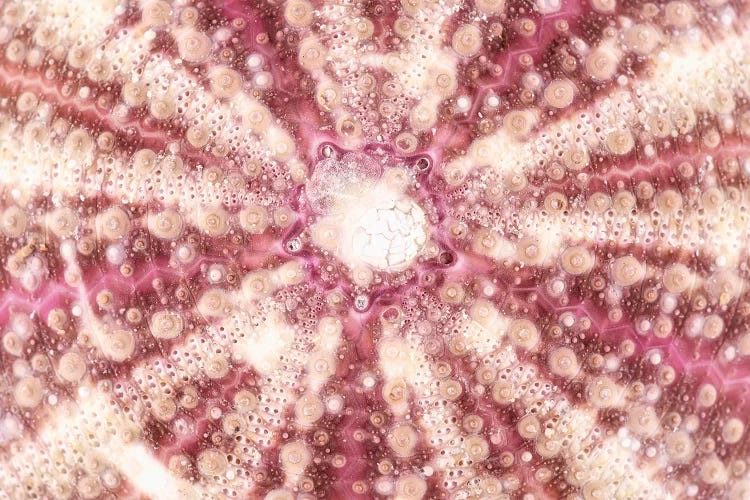 Red Sea Urchin Shell Close-Up