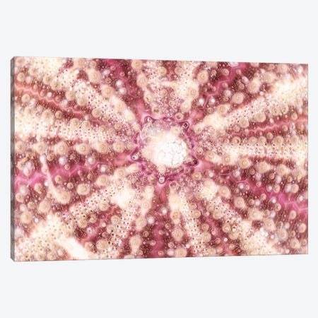 Red Sea Urchin Shell Close-Up Canvas Print #PHD947} by Philippe Hugonnard Canvas Artwork
