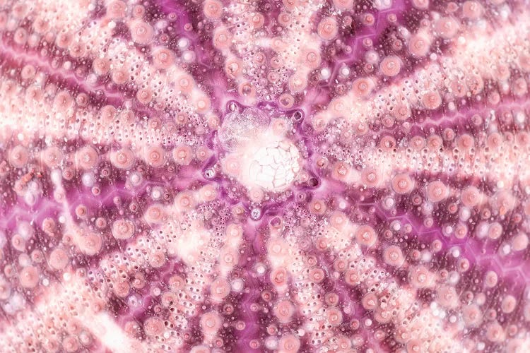 Pink Sea Urchin Shell Close-Up