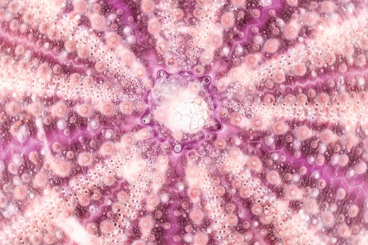 Pink Sea Urchin Shell Close-Up by Philippe Hugonnard canvas print