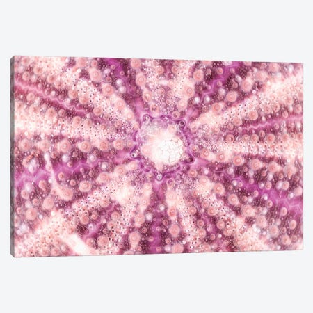 Pink Sea Urchin Shell Close-Up Canvas Print #PHD948} by Philippe Hugonnard Art Print