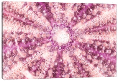 Pink Sea Urchin Shell Close-Up Canvas Art Print - So Pure